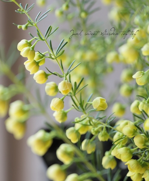 �ܥ��˥����ᥬ���ƥ����ޡ��إ롼�ƥ����١إ�ƥ���