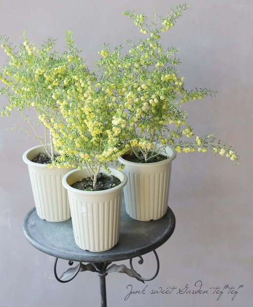 �ܥ��˥����ᥬ���ƥ����ޡ��إ롼�ƥ����١إ�ƥ���