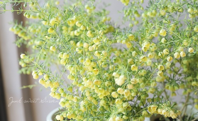 �ܥ��˥����ᥬ���ƥ����ޡ��إ롼�ƥ����١إ�ƥ���