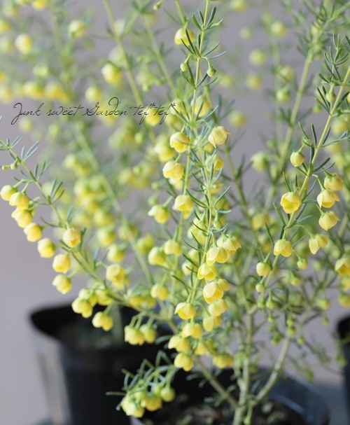 �ܥ��˥����ᥬ���ƥ����ޡ��إ롼�ƥ����١إ�ƥ���