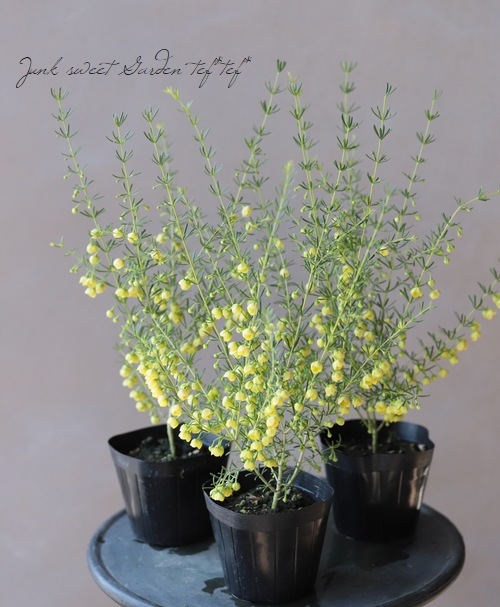 �ܥ��˥����ᥬ���ƥ����ޡ��إ롼�ƥ����١إ�ƥ���