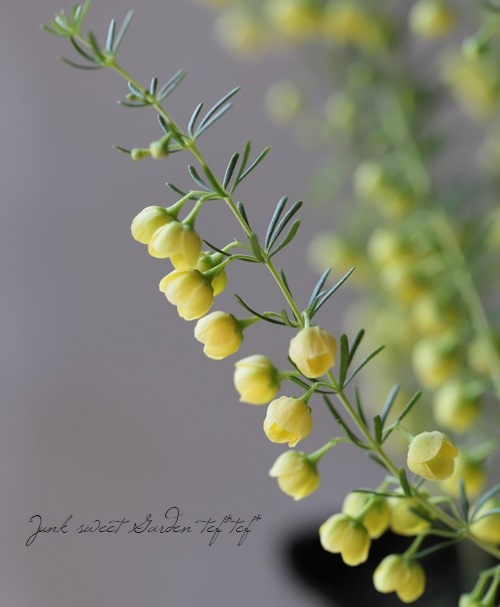 �ܥ��˥����ᥬ���ƥ����ޡ��إ롼�ƥ����١إ�ƥ���