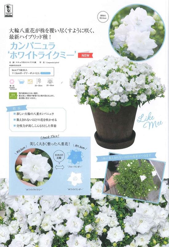トップ カンパニュラ ホワイトライクミー おしゃれな白5寸ロング鉢ごと 苗 植物 Www Anavara Com