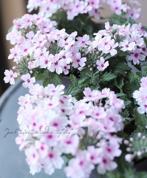 �ɺ��С��٥ʡ������ �إ饤�ȥԥ󥯥�����