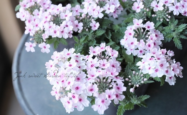 宿根バーベナ コルト ライトピンクアイ すべての商品 Junk Sweet Garden Tef Tef