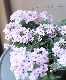 �ɺ��С��٥ʡ������ �إ饤�ȥԥ󥯥�����