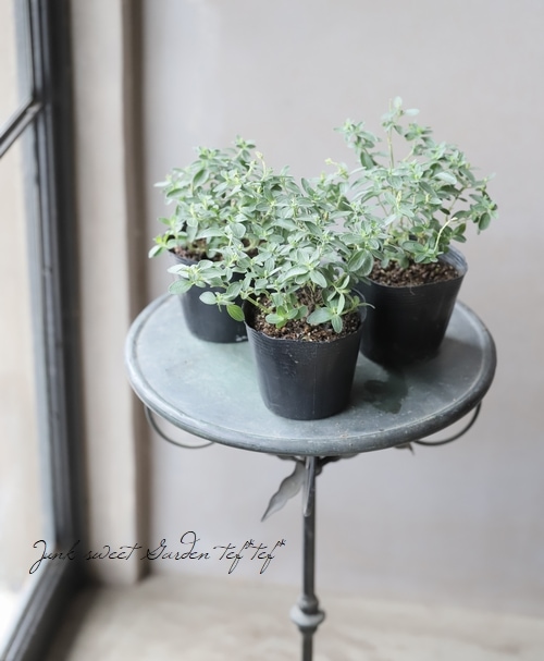 宿根サルビア・チャリーセージ 『グレッギー』 ブルー | すべての商品