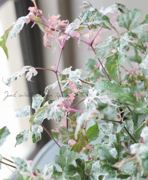 野葡萄 苗 ② 楽天市場】苗：斑入り野ブドウ*（ふいりのぶどう）野葡萄 : 遊恵盆栽