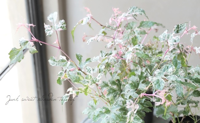 斑入り野ブドウ』 | すべての商品 | | Junk sweet Garden tef*tef*