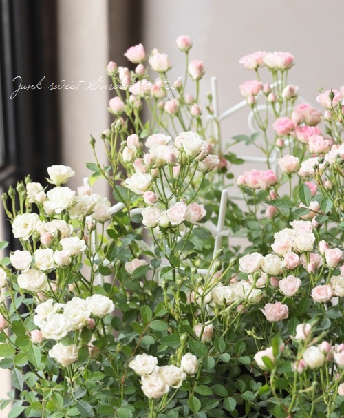 極小ミニバラ 『さくら』 | すべての商品 | | Junk sweet Garden tef*tef*