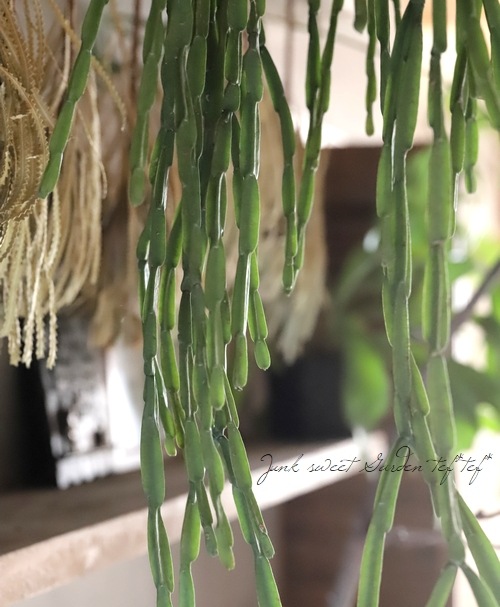 観葉植物】 リプサリス 『パラドクサ』 【超ロング1点物】 | すべての