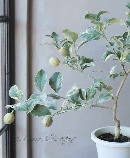 ピンクレモネード　/ 634 果樹】 斑入り葉レモン 『ピンクレモネード』【樹高約90cm同梱不可