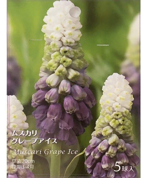 ڵ庬 餭ॹꡡإ졼ץ 5