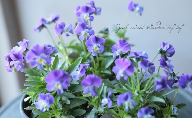 ◇ぞうさんビオラ 『ブルー系』 | すべての商品 | | Junk sweet Garden
