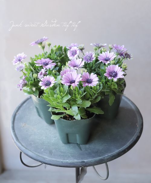 ゲブラさんのオステオスペルマム 『スミレシオン』 | すべての商品