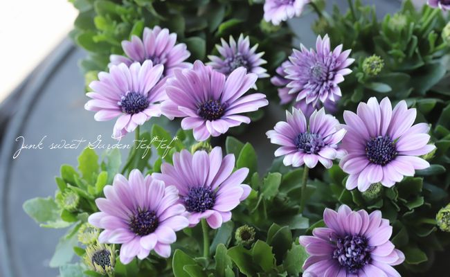 ゲブラさんのオステオスペルマム 『スミレシオン』 | すべての商品