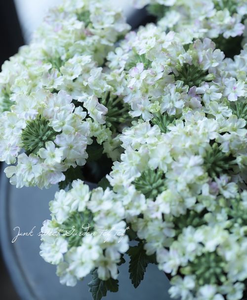 С٥ʡͥåѥȡإ饤 ɺϥ󥮥󥰥