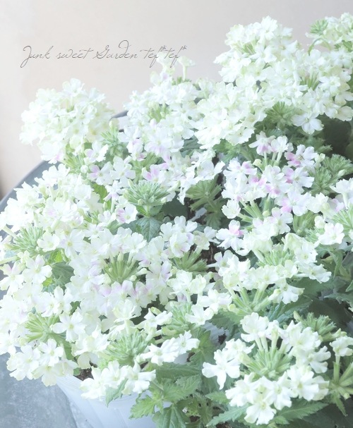 С٥ʡͥåѥȡإ饤 ɺϥ󥮥󥰥