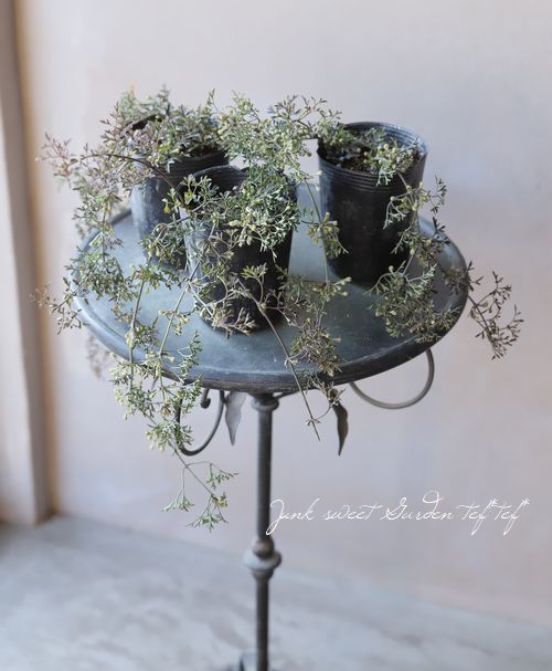 �ե����ƥ꡼�ϥ���ޥ������إڥȥꥨ����