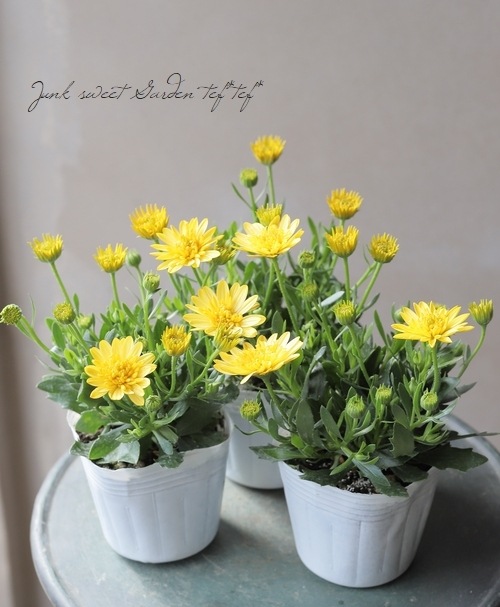 八重咲きダブル・オステオスペルマム 3D 『ディープサン』 | すべての