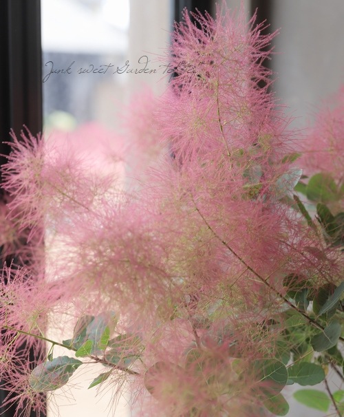 スモークツリー 『ルビーファー』 【155】2022 | すべての商品