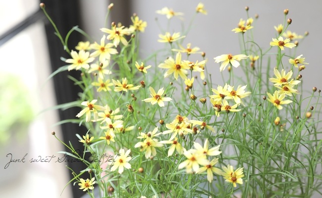 コレオプシス ウリドリーム 『イエロー』 | すべての商品 | | Junk