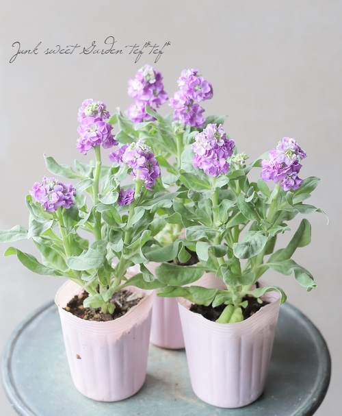 user_a50fc9e1【八重咲き】ストック　３セット user_a50fc9e1様専用【八重咲き】ストック 3セット｜八重咲きストック