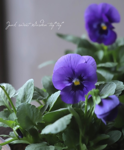 ���إѥ󥸡�����餯���إӡ������