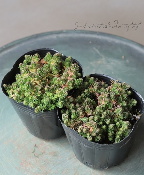 ��¿����ʪ�ۥ����� ����������졡�إ⥹���꡼���