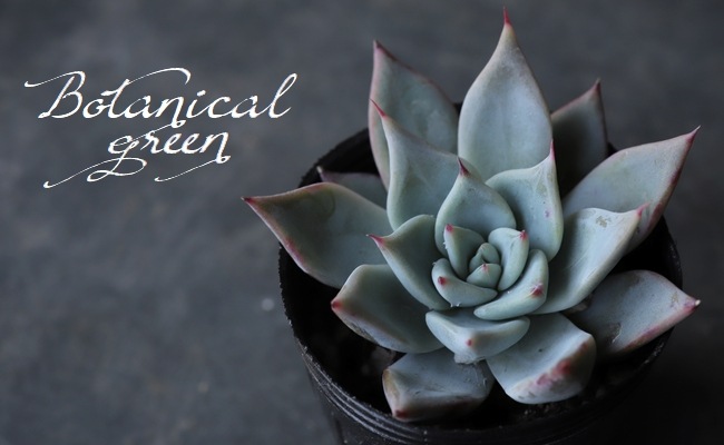 多肉植物】 『Menchaca メンチャカ -hybrid- 』エケベリア属 韓国苗