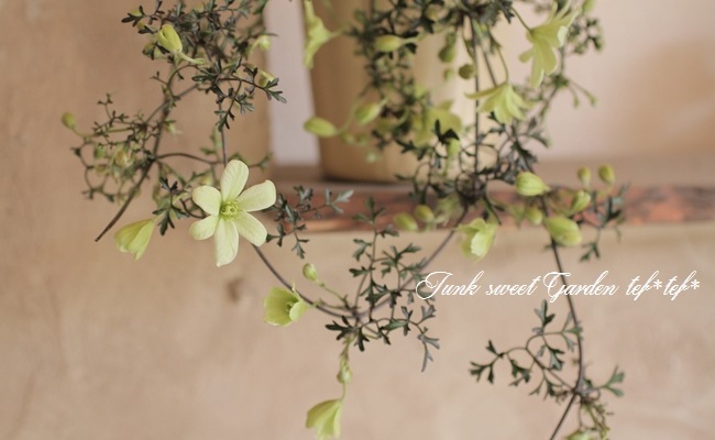 �ե����ƥ꡼�ϥ���ޥ��� �إڥȥꥨ���١������10��