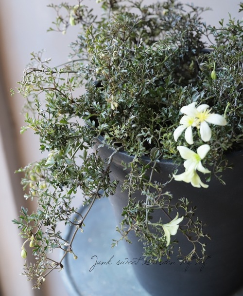 �ե����ƥ꡼�ϥ���ޥ��� �إڥȥꥨ���١������10��