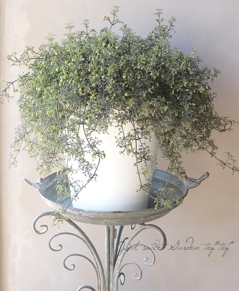 �ե����ƥ꡼�ϥ���ޥ��� �إڥȥꥨ���١������10��