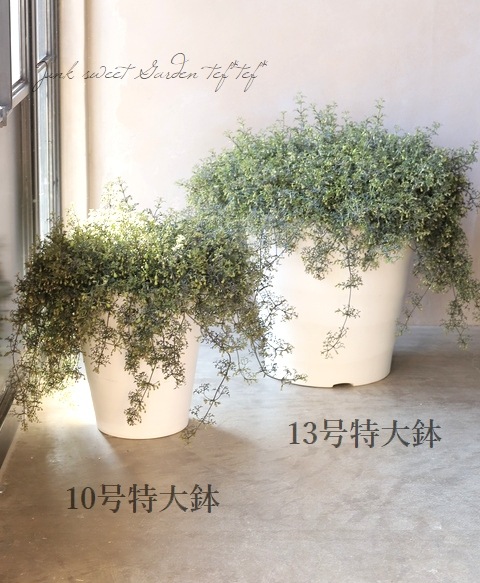 �ե����ƥ꡼�ϥ���ޥ��� �إڥȥꥨ���١������10��