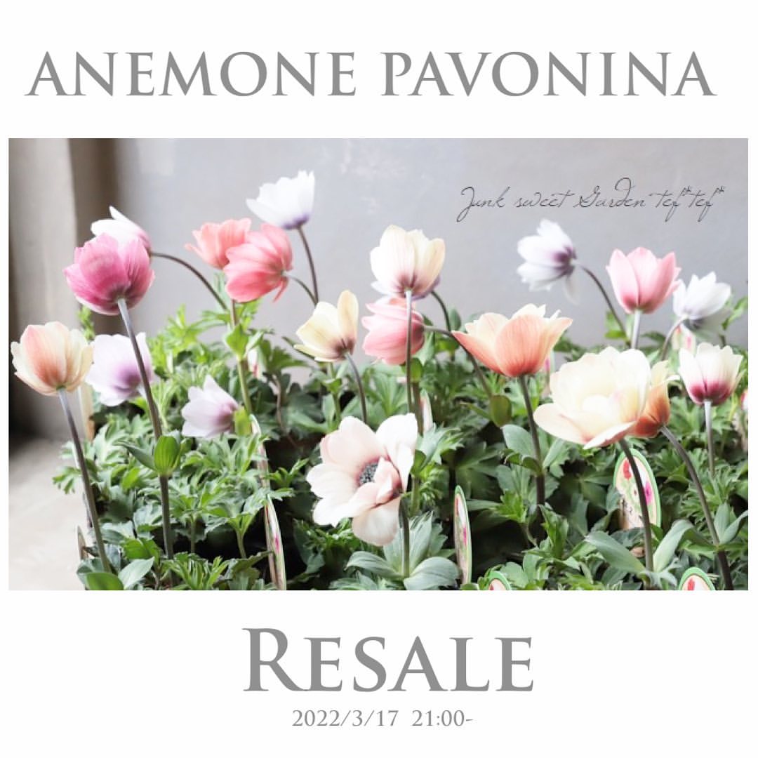 横山園芸さんのガーデンアネモネ 『パブニナ』 【No.58】2023 | すべて
