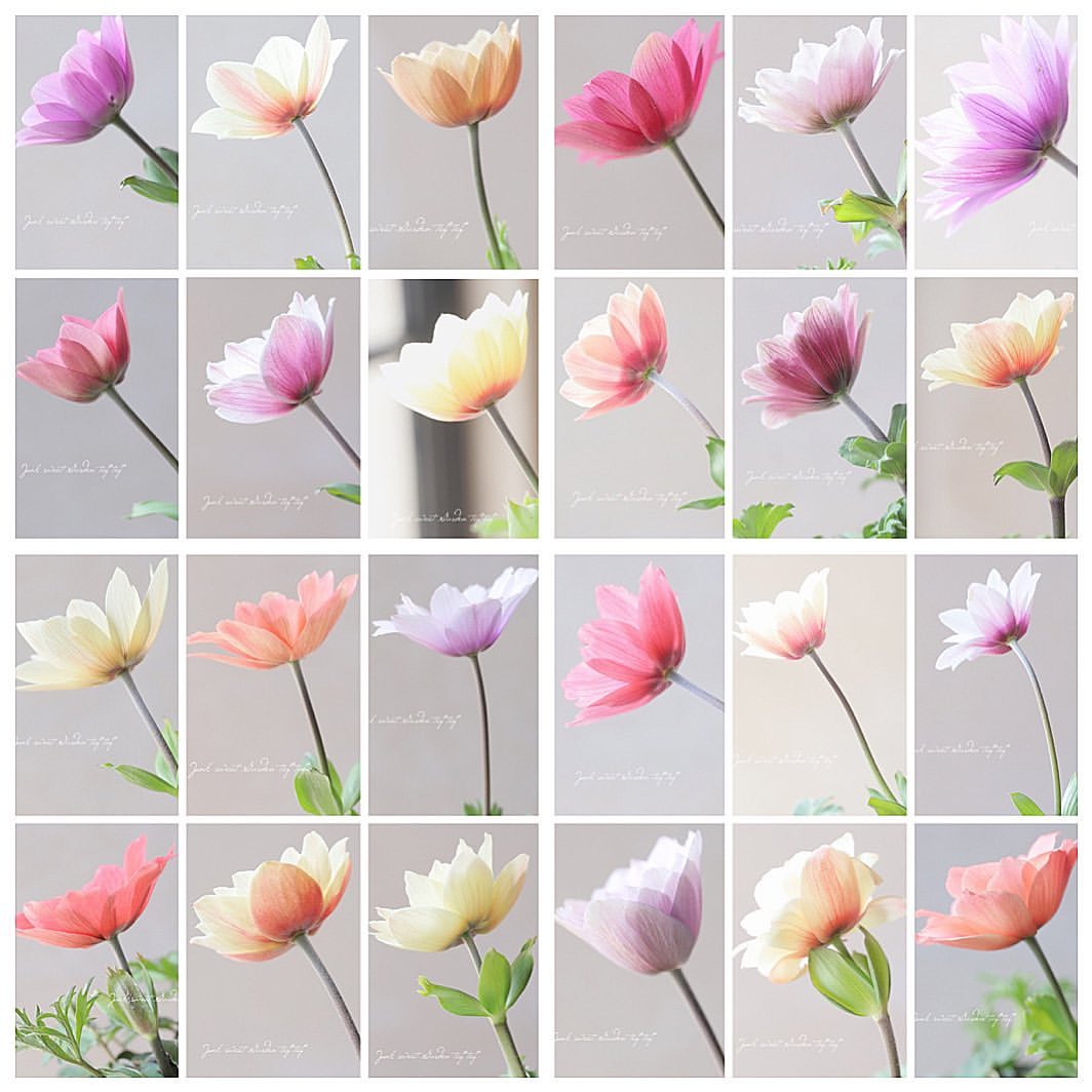 横山園芸さんのガーデンアネモネ 『パブニナ』 【No.58】2023 | すべて