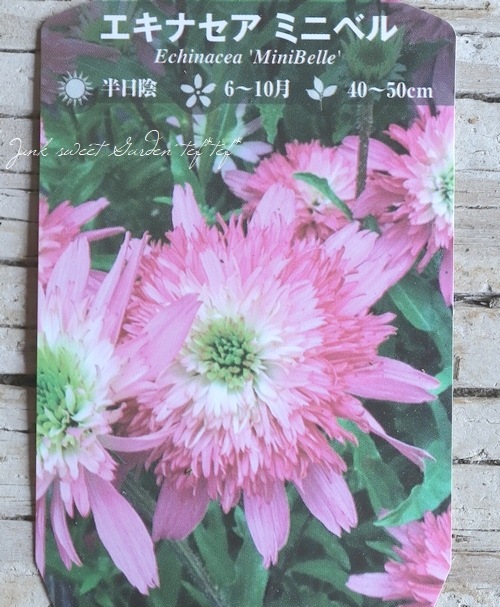 八重咲きエキナセア 『ミニベル』 植えっぱなしOK! | すべての商品