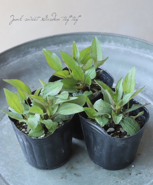 八重咲きエキナセア 『ミニベル』 植えっぱなしOK! | すべての商品