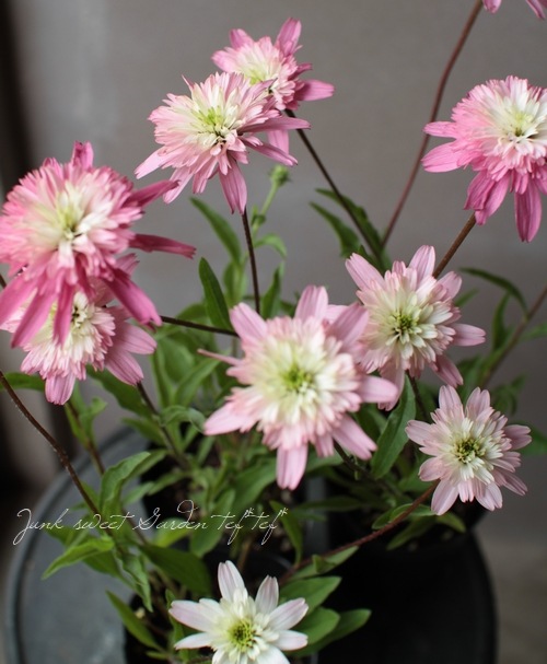 八重咲きエキナセア 『ミニベル』 植えっぱなしOK! | すべての商品