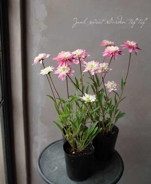 八重咲きエキナセア 『ミニベル』 植えっぱなしOK! | すべての商品