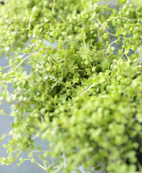 �ץ�ƥ������إ饤�५���ڥåȡ١�