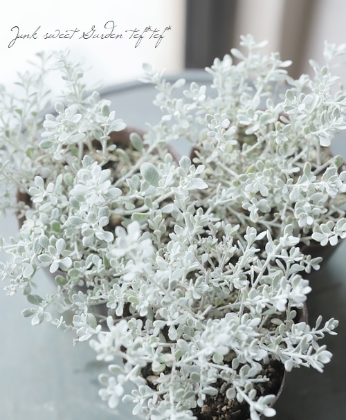 ���쥢�ꥢ���إ�ȥ륹�⡼������