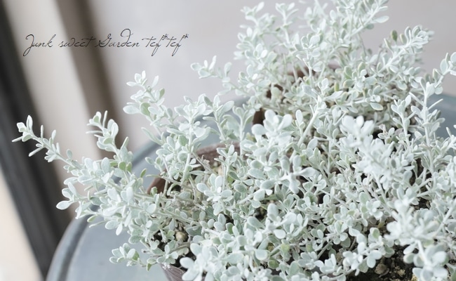 ���쥢�ꥢ���إ�ȥ륹�⡼������