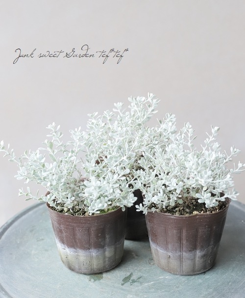 ���쥢�ꥢ���إ�ȥ륹�⡼������