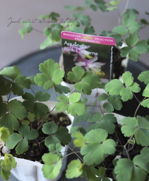 西洋オダマキ・カナデンシス 『ピンクランタン』 | すべての商品