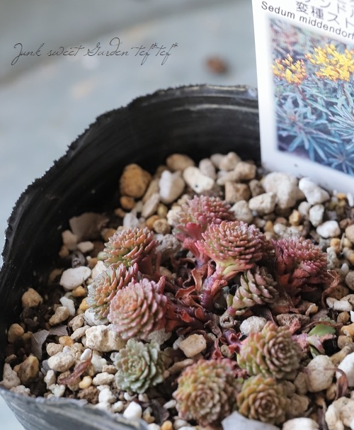 多肉植物】 『ミッデンドルフィアヌム・変種ストリアツム』 セダム属