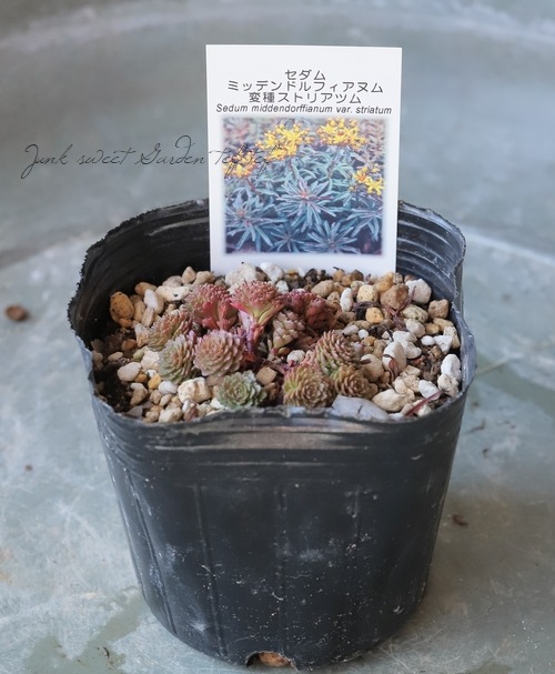 多肉植物】 『ミッデンドルフィアヌム・変種ストリアツム』 セダム属