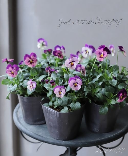 ����臘�������ꥸ�ʥ�ӥ��顡�ؤȤ�������