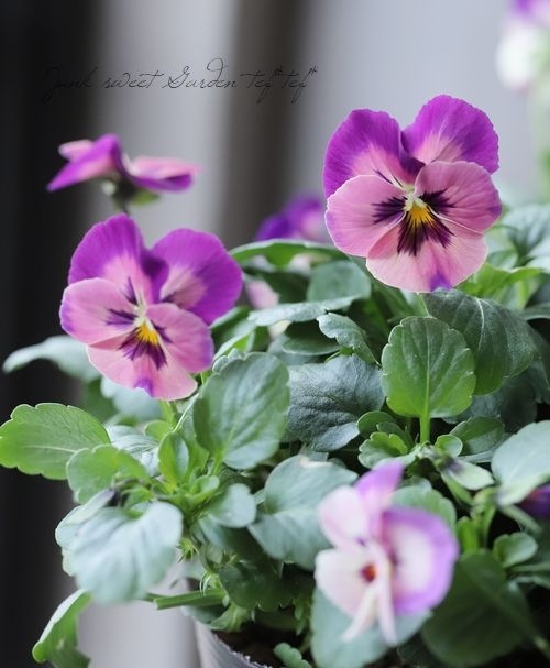 ����臘�������ꥸ�ʥ�ӥ��顡�ؤȤ�������