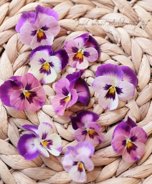 ����臘�������ꥸ�ʥ�ӥ��顡�ؤȤ�������